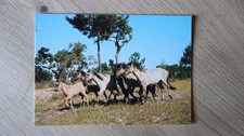 Pferde postkarte gebraucht kaufen  Olsberg