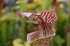 Sarracenia elizabeth h89 for sale  ORMSKIRK