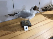 Tierpräparat vogel lachmöve gebraucht kaufen  Kiel