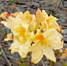 Rhododendron harvest moon for sale  NORTHWICH