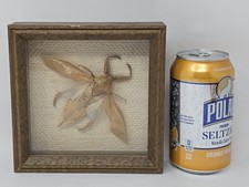 Inseto aquático gigante montado no quadro 6x6 comprar usado  Enviando para Brazil