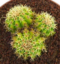 Echinocactus grusonii forma usato  Napoli