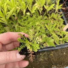 Achillea millifolium yarrow for sale  SPALDING