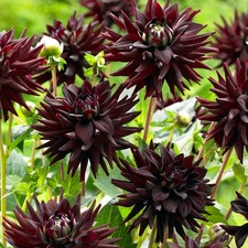Cactus dahlia tamburo for sale  WOLVERHAMPTON