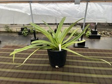 huge plant potted for sale  Keaau