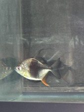 Blackberry silver dollar for sale  Kissimmee