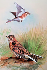Skylarks one flight. for sale  NELSON