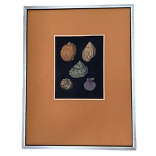 Seashells print wall for sale  Rocklin