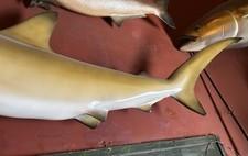 Golden hammerhead shark for sale  Baltimore