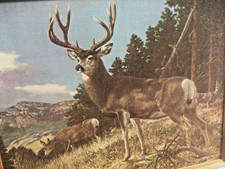 animal framed art canvas for sale animal framed art canvas for sale Lowellville