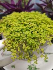 Soleirolia soleirolii aurea for sale  DAVENTRY