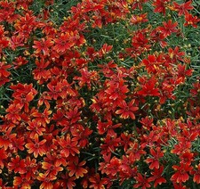 Coreopsis verticillata ladybir for sale  UK