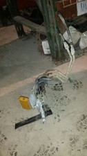 Fuel pump 151 for sale  Nashua
