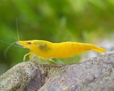 Lot crevettes jaunes d'occasion  Brive-la-Gaillarde