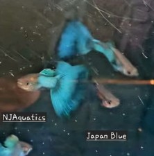 Females blue japan for sale  Santa Clara
