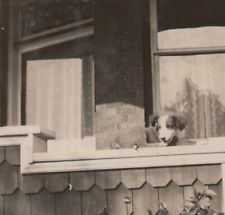 Playful puppy porch for sale  Mission