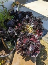 Three healthy thick for sale  Irvine