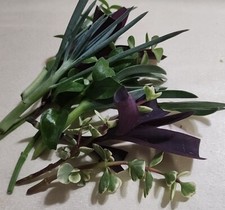 Live plants cuttingsfor for sale  Lancaster