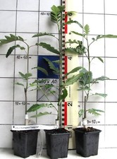 Sorbus thuringiaca fastigiata gebraucht kaufen  Bad Bergzabern