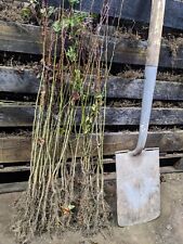 Hawthorn hedging plants for sale  DERBY