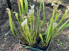 large outdoor plants for sale large outdoor plants for sale SPALDING