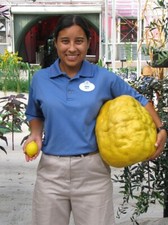 Biggest lemon variety for sale  North Hollywood