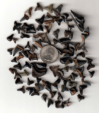 florida fossils for sale florida fossils for sale Bristol