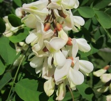 Black locust unrooted for sale  Elizabeth