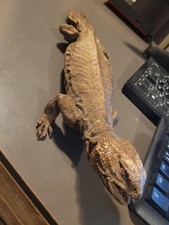 Lézard uromastyx empaillé d'occasion  Challans