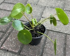 Pilea peperomioides chinese for sale  New Lenox