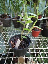Dendrobium spathilingue usato  Spedire a Italy