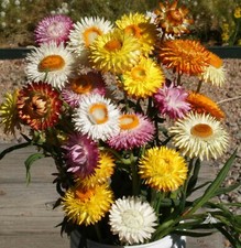 Strawflower tall mixed for sale  Sevierville