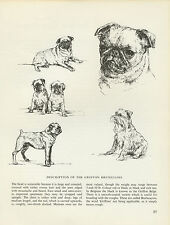 Brussels griffon bruxellois for sale  COLEFORD