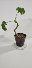 Hawaiian umbrella tree for sale  Syracuse