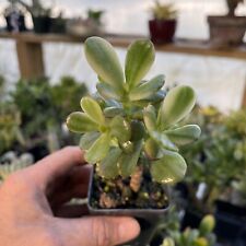 Crassula ovata carnivale d'occasion  Expédié en Belgium