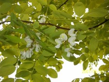 Robinia pseudoacacia frisia for sale  NEWRY
