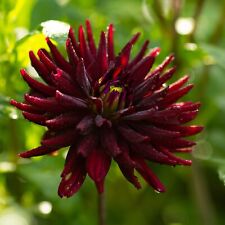 Two dark red for sale  CAMBRIDGE