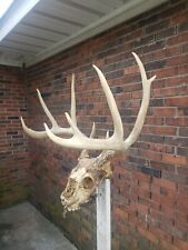 taxidermy animal heads for sale  Richland