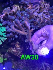 Purple stylophora milka for sale  GLASGOW