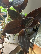 Ludisia discolor cuttings for sale  Newport News