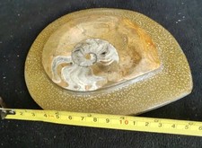 Polished fossilized nautilus for sale  NOTTINGHAM