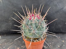 Ferocactus rectispinus vivaio usato  Massafra