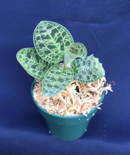 Macodes petola lightning for sale  Marianna
