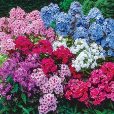 100 tall mix for sale  Spring City