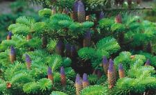 Korean fir tree for sale  ROCHESTER