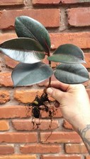 Rubber tree verna for sale  Davenport