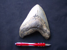 Dent megalodon. d'occasion  Cognin
