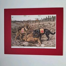 belgian shepherd for sale belgian shepherd for sale THIRSK