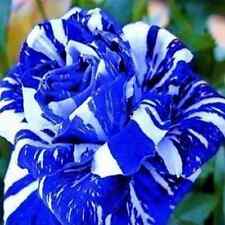 Blue white striped for sale  BRISTOL