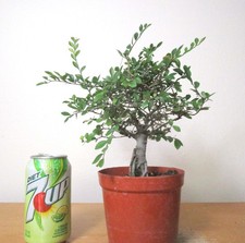Fat chinese elm for sale  Garden Grove